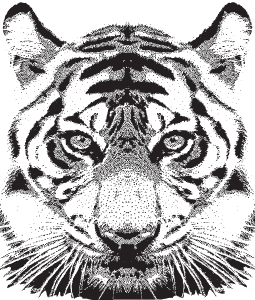 Tigris fej